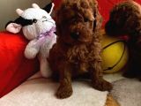 Safkan Toy Poodle Yavrularımız