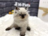 Baby Face Surat Yapisina Sahi̇p Chi̇nclla