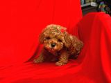 Safkan Toy Poodle Yavrularımız