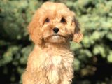 Orjinal Maltıpoo Güzelliği