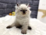 Baby Face Surat Yapisina Sahi̇p Chi̇nclla