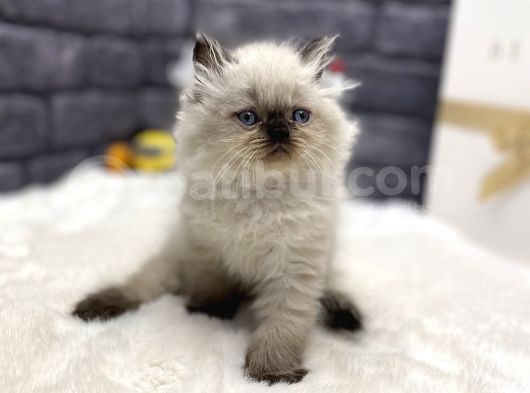 Baby Face Surat Yapisina Sahi̇p Chi̇nclla görsel