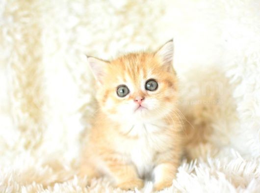 Şampi̇yon Soyundan Golden Ny11 Bri̇ti̇sh Shorthai̇r Yavrumuz