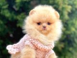 Safkan Teddy Surat Pomeranian Boo Yavrularımız
