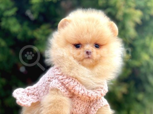 Safkan Teddy Surat Pomeranian Boo Yavrularımız görsel