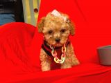 Safkan Toy Poodle Yavrularımız