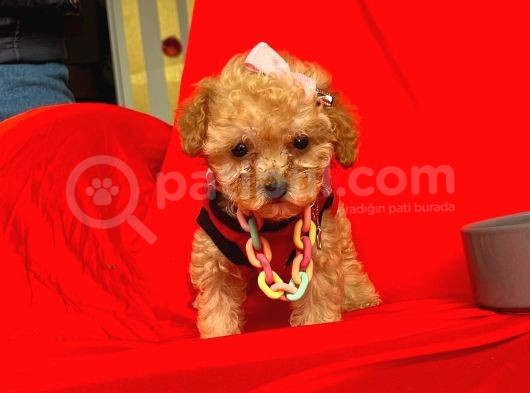 Safkan Toy Poodle Yavrularımız görsel