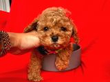 Safkan Toy Poodle Yavrularımız
