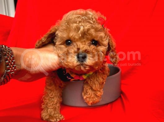 Safkan Toy Poodle Yavrularımız görsel