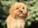 Orjinal Maltıpoo Güzelliği