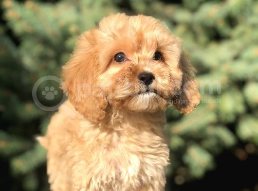 Orjinal Maltıpoo Güzelliği görsel