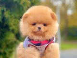 Safkan Teddy Surat Pomeranian Boo Yavrularımız