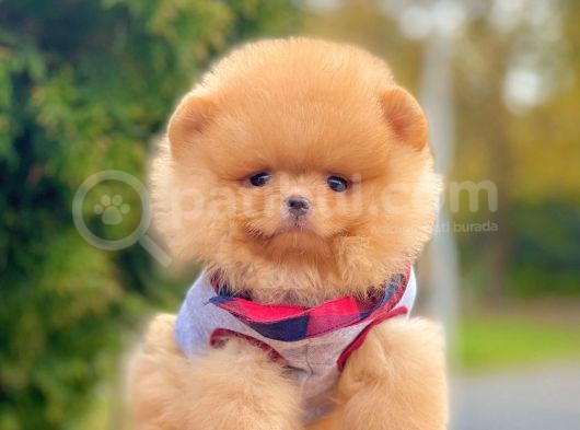 Safkan Teddy Surat Pomeranian Boo Yavrularımız
