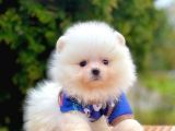 Safkan Teddy Surat Pomeranian Boo Yavrularımız