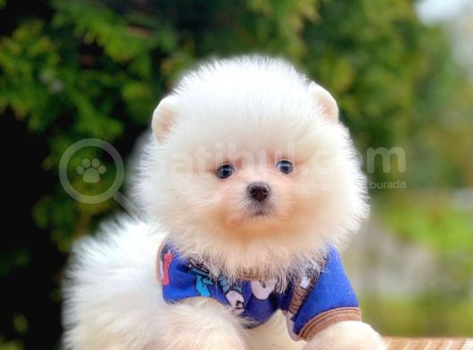 Safkan Teddy Surat Pomeranian Boo Yavrularımız görsel