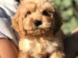 Tr nin En Güzel Orjinal Maltıpoo yavruları