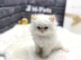 Champi̇on Anne Babadan Chi̇nclla