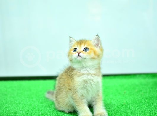 Şampi̇yon Anne Ve Babani Yavrusu Ny11 Golden Bri̇ti̇sh Shorthai̇r Yavrumuz görsel
