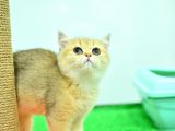 Saf Golden Rengi̇nde Ny11 Bri̇ti̇sh Shorthai̇r Yavrumuz