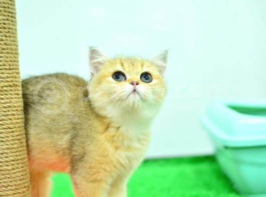 Saf Golden Rengi̇nde Ny11 Bri̇ti̇sh Shorthai̇r Yavrumuz