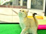 Kupa Düzeyi̇nde Ny11 Golden Bri̇ti̇sh Shorthai̇r