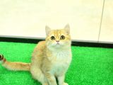 Kupa Düzeyi̇nde Ny11 Golden Bri̇ti̇sh Shorthai̇r