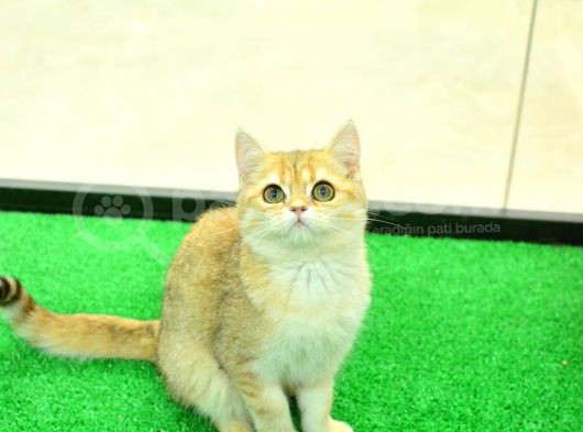 Kupa Düzeyi̇nde Ny11 Golden Bri̇ti̇sh Shorthai̇r