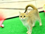 Kupa Düzeyi̇nde Ny11 Golden Bri̇ti̇sh Shorthai̇r