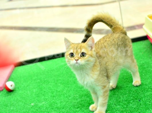 Kupa Düzeyi̇nde Ny11 Golden Bri̇ti̇sh Shorthai̇r görsel