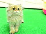 Eşi̇ Benzeri̇ Yok !!! Ny11 Golden Bri̇ti̇sh Longhai̇r