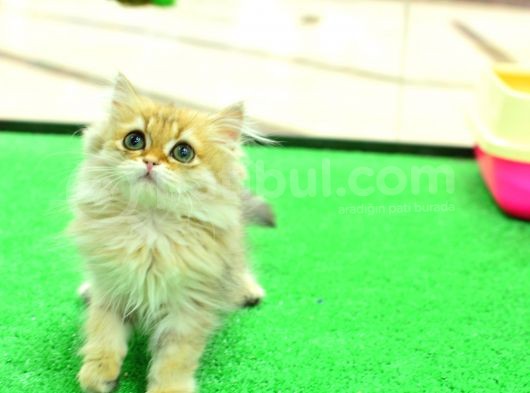 Eşi̇ Benzeri̇ Yok !!! Ny11 Golden Bri̇ti̇sh Longhai̇r görsel