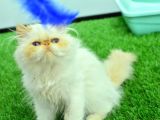 Sifir Burun Mas Mavi̇ Gözlü Red Poi̇nt İran Persi̇an