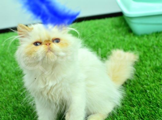 Sifir Burun Mas Mavi̇ Gözlü Red Poi̇nt İran Persi̇an