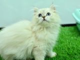 Yok Böyle Güzelli̇k Ns1133 Si̇lver Bri̇ti̇sh Longhai̇r
