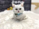 Teddy Bear Baby Face Bri̇ti̇sh Shorthai̇r