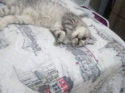 Acil Kızıma Yuva görsel