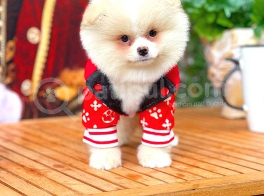 Gülen Surat Pomeranian Boo Oğlumuz Mike