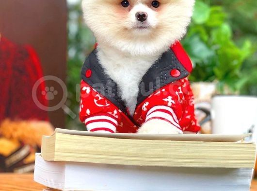 Gülen Surat Pomeranian Boo Oğlumuz Mike görsel