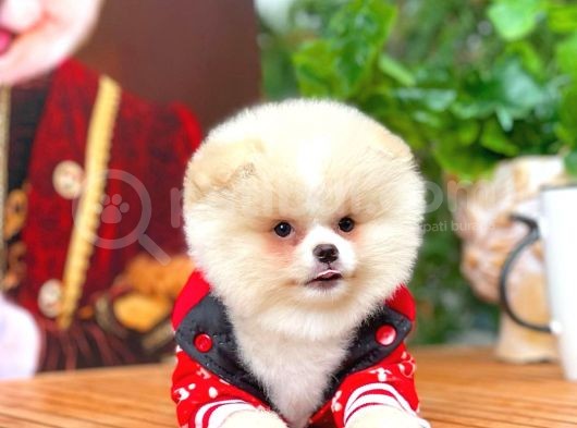 Gülen Surat Pomeranian Boo Oğlumuz Mike görsel