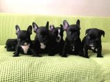 French Bulldog Blue Taşiyici Bebekler 3 Di̇şi̇ 4 Erkek