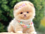 Ayıcık Surat Boo Pomeranian Yavrular