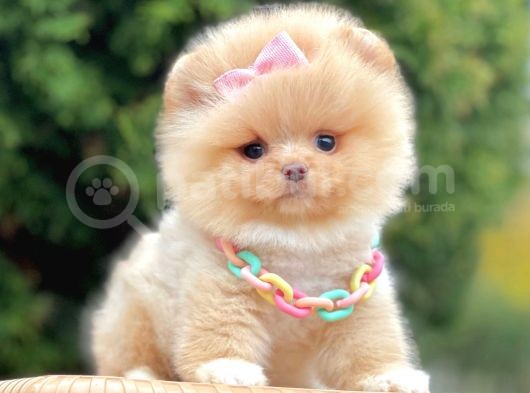 Ayıcık Surat Boo Pomeranian Yavrular görsel