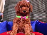Red Brown Toy Poodle Yavrular
