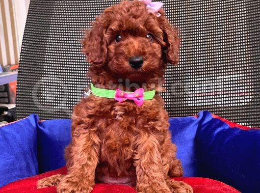 Red Brown Toy Poodle Yavrular