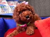 Red Brown Toy Poodle Yavrular