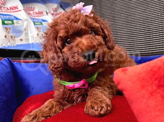 Red Brown Toy Poodle Yavrular görsel