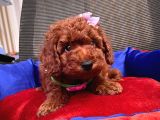 Red Brown Toy Poodle Yavrular