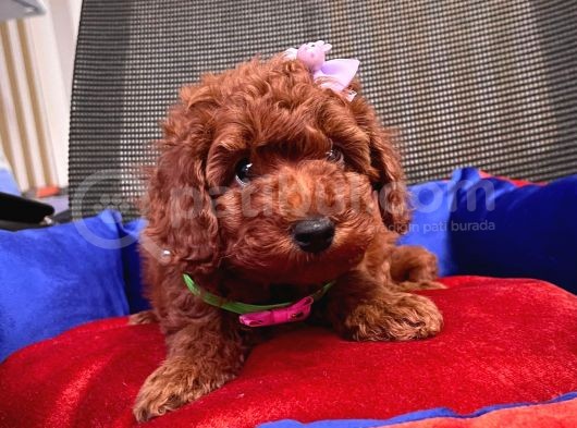 Red Brown Toy Poodle Yavrular görsel