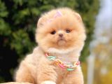 Ayıcık Surat Boo Pomeranian Yavrular
