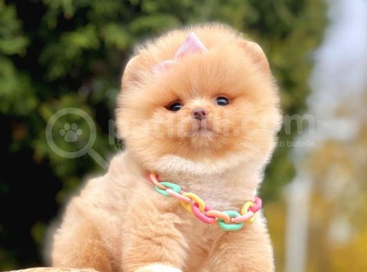 Ayıcık Surat Boo Pomeranian Yavrular